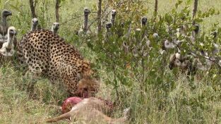 Safari letal: Cazadores vs. cazados