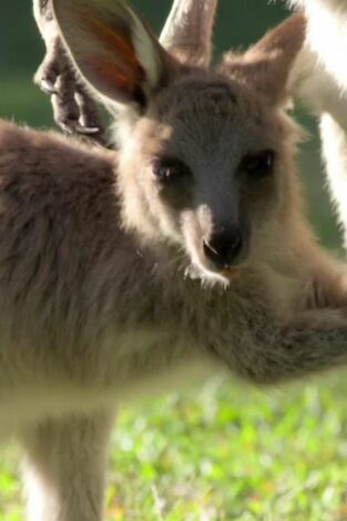 The Irwins: La cría de canguro de Robert