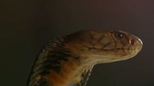 Lo mejor de Serpientes en la ciudad: El viaje de Mbali