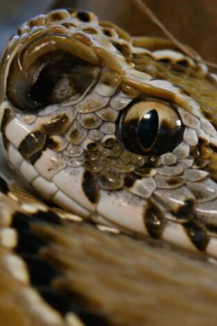 Serpientes en la ciudad: cara a cara venenoso: Calor y muerte