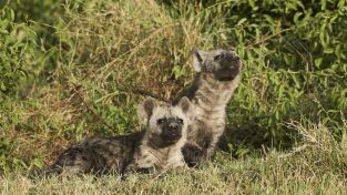 El linaje de los depredadores: El clan