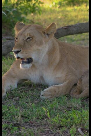El linaje de los depredadores: El legado del león