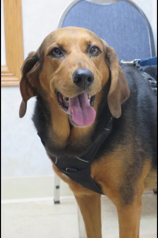 El increíble doctor Pol: Abracadabra