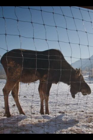 Una veterinaria todoterreno: El pollo que pica