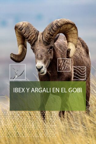 Ibex y Argali del Gobi