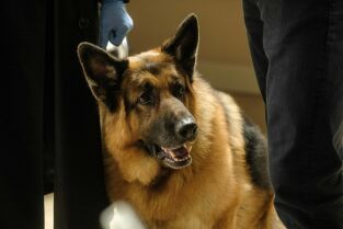 Hudson y Rex (T5): Ep.12 El club de las vidas perdidas