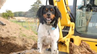 Especies icónicas de Australia