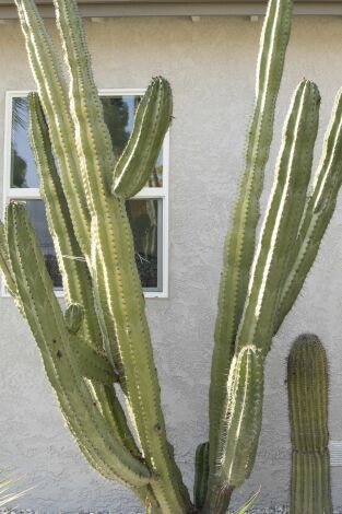 Flip o Flop: Compra y venta espinosa