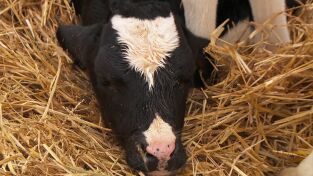 El increíble doctor Pol: Feliz Navidad