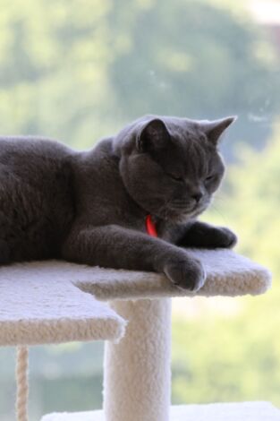 Animales: amigos increíbles: Nacidos para ser diferentes