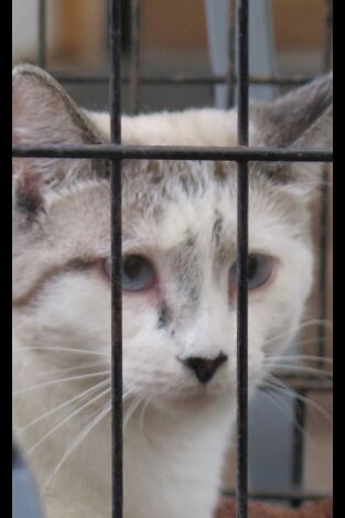 El increíble doctor Pol: Torceduras interminables