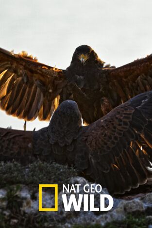 El club de la lucha animal: Osos pardos, guanacos y escarabajos