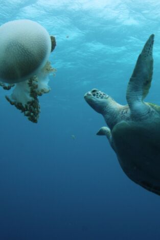 La Gran Barrera de Coral: tesoro vivo: El arrecife de vida