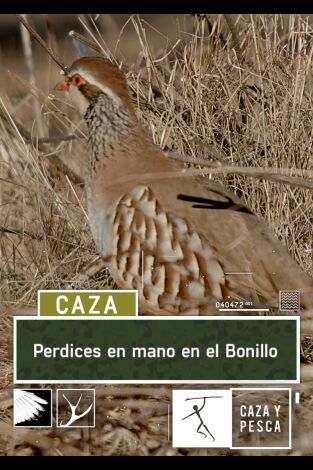 Perdices en mano en el Bonillo