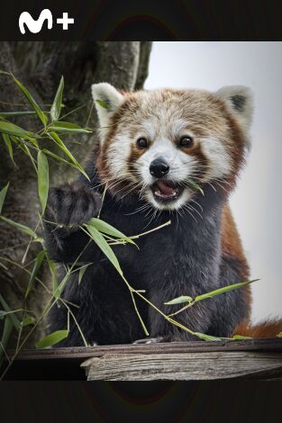 One Zoo Three: Día de deporte