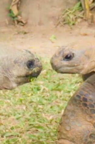 The Irwins: La primera cita de la tortuga