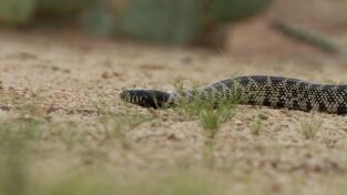 Especial Serpientes de Leyenda: Cazadores de criaturas salvajes