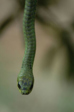 El mundo secreto de las serpientes: África