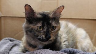 Veterinarios de Nebraska: ¡Estos gatitos están de broma!