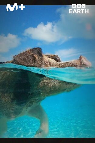 Espiando en el océano: Pensamientos