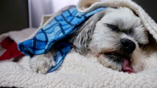 Veterinarios de Nebraska: Aves de corral en movimiento