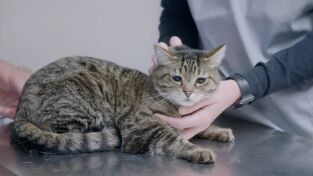 Veterinarios de Nebraska: Trabajo gratuito