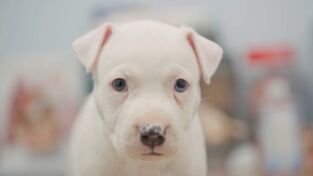 Critter fixers: Veterinarios rurales: Piel de gallina