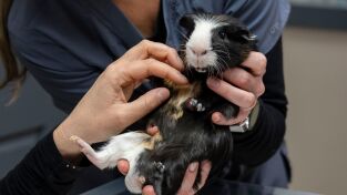 Veterinarios de Nebraska: Cena y cine con la vaca