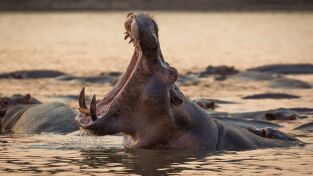 Perdedores y salvajes: Totalmente repulsivo