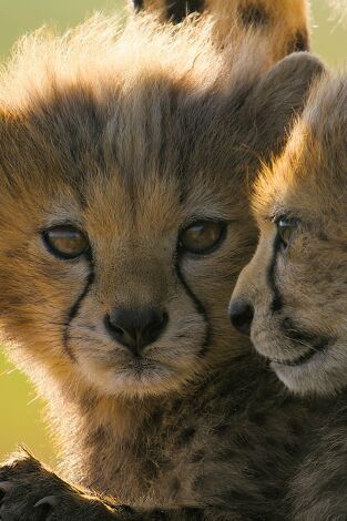 Guepardos en primer plano con Bertie Gregory