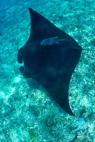 Súper Mario Boss: Episodio 4