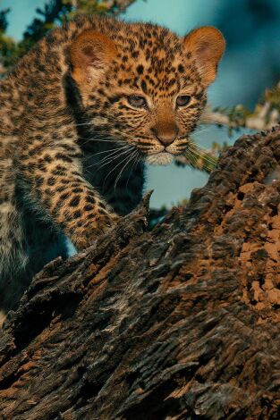 Mashatu: tierra de leopardos