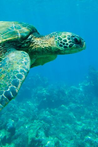 Lugares indómitos. La gran barrera de coral: Otoño