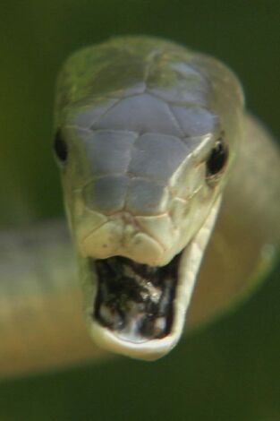 Los depredadores más letales del mundo: Asesinos diminutos