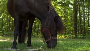El increíble doctor Pol: Luces, camello, ¡acción!
