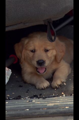 El increíble doctor Pol: Palos y piedras