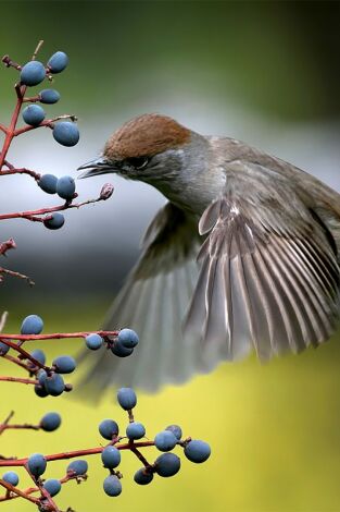Belleza y seducción en la naturaleza: El poder de la atracción