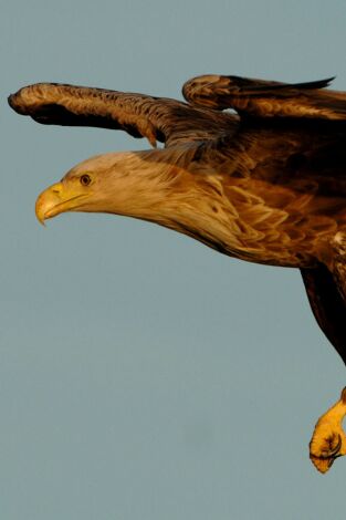 Carrera contra el invierno