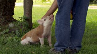 El increíble doctor Pol: Pequeños y grandes