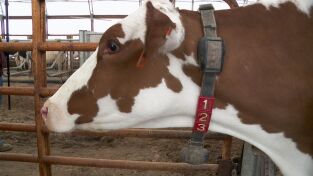 El increíble doctor Pol: Una semana emocionante