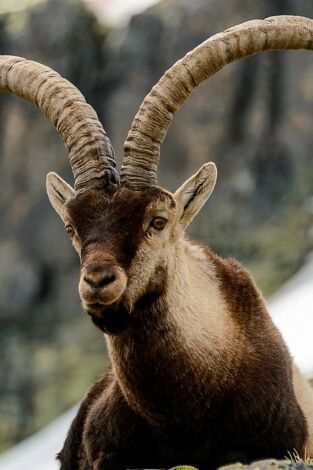 Jerte, vida salvaje en el valle de los cerezos
