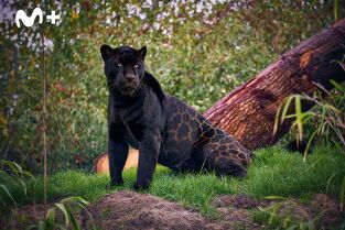 One Zoo Three: Paraíso invernal