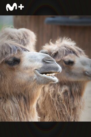 One Zoo Three: Visita al veterinario