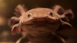 Perdedores y salvajes: Supercéroes