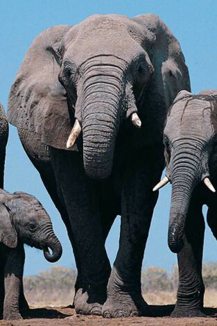 Cuentos de Zambia: Vida y muerte en la llanura