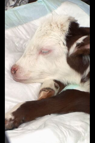 El increíble doctor Pol: La maravillosa Miss Maisey