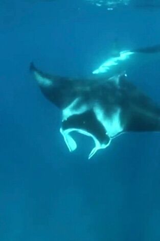 The Irwins: Nadando con mantas