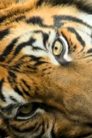 The Irwins: El corazón de Terri se conmueve