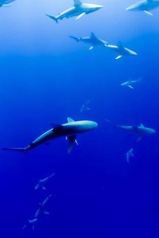 Conde & Fonde: Dona'm la poteta!