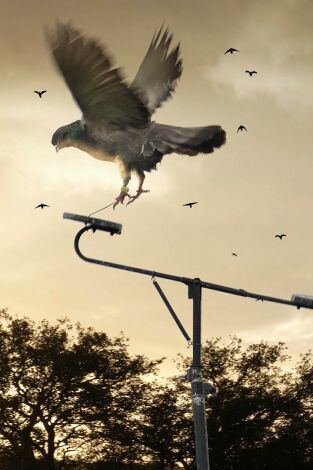 Palomas a cimbel en un día nublado